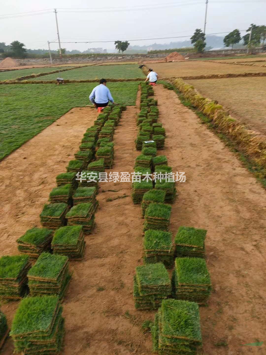 優(yōu)質(zhì)特價草皮產(chǎn)地直銷 量大從優(yōu)