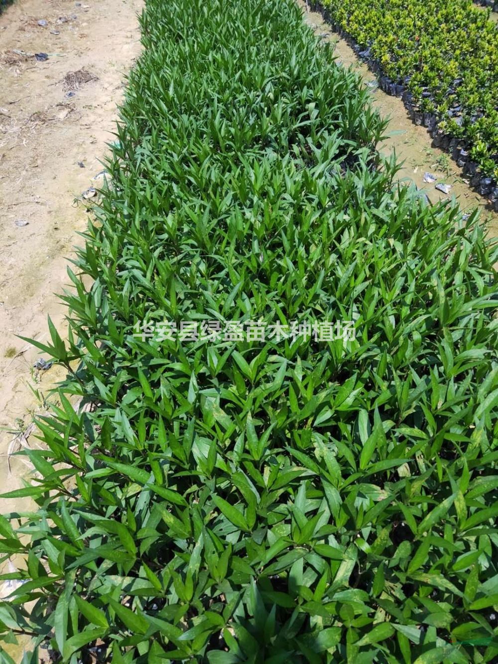 福建翠蘆莉批發(fā)/供應(yīng) 基地直供 量大從優(yōu)