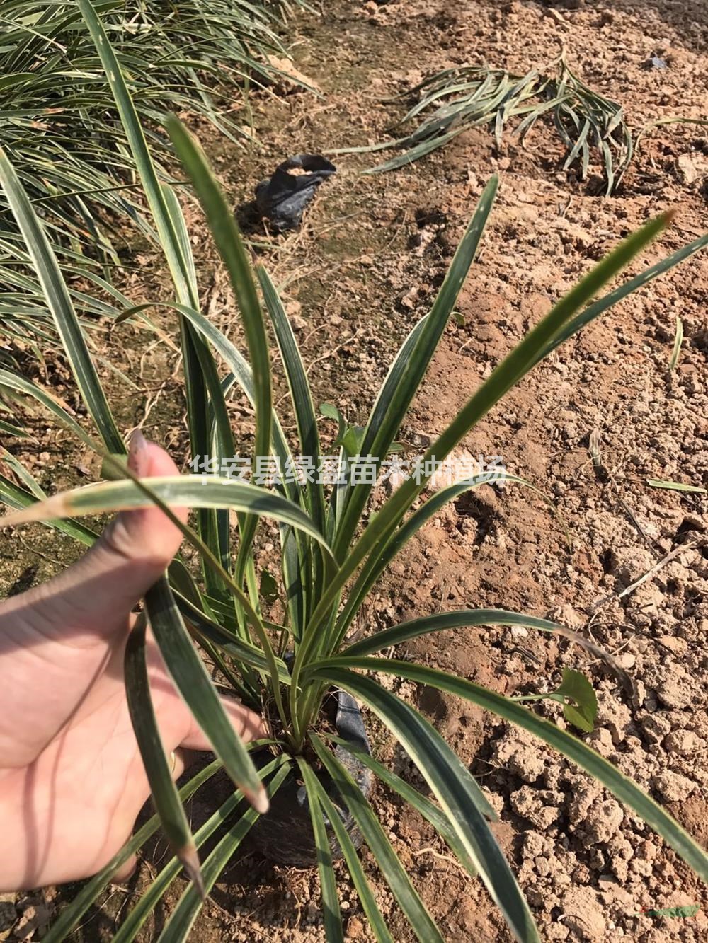 福建金邊沿階草，金邊麥冬地被價格/報價
