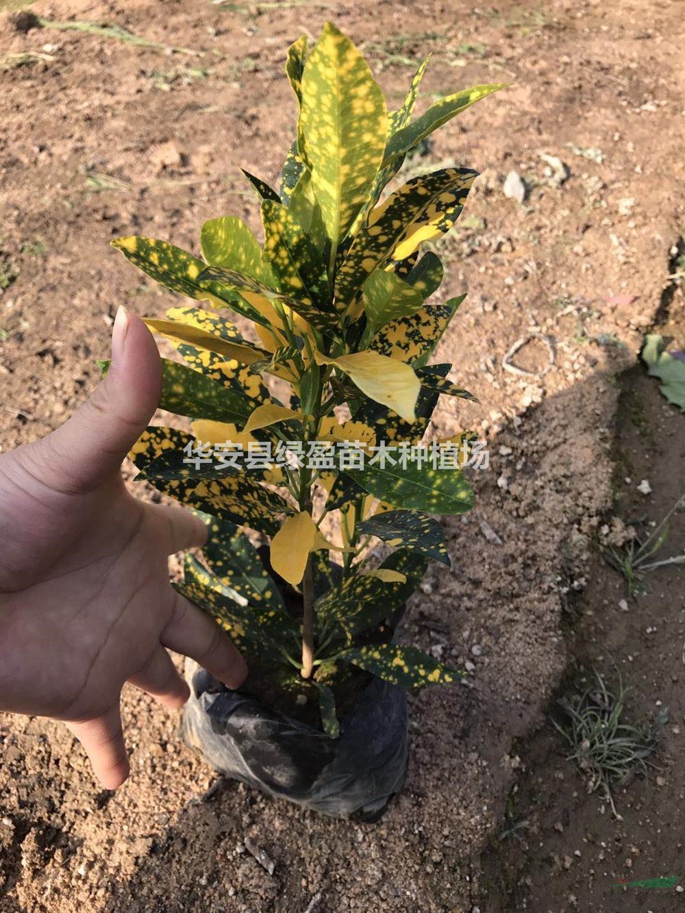 灑金珊瑚 灑金變葉木產地直銷  量大從優(yōu)