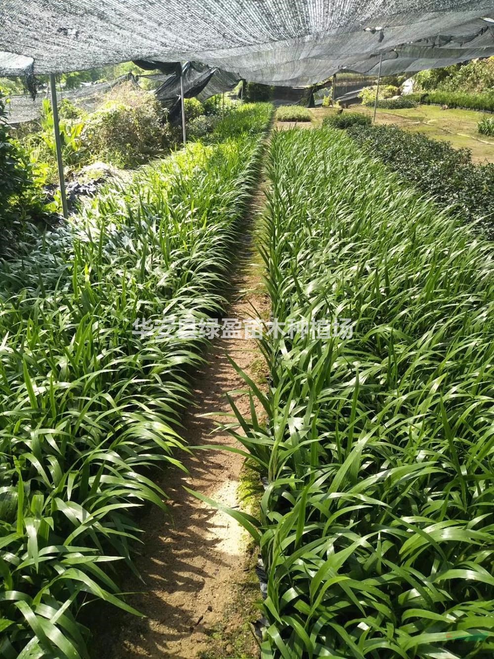 福建供應鳶尾規(guī)格齊全 產地直銷