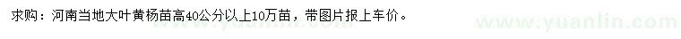求購高40公分以上大葉黃楊