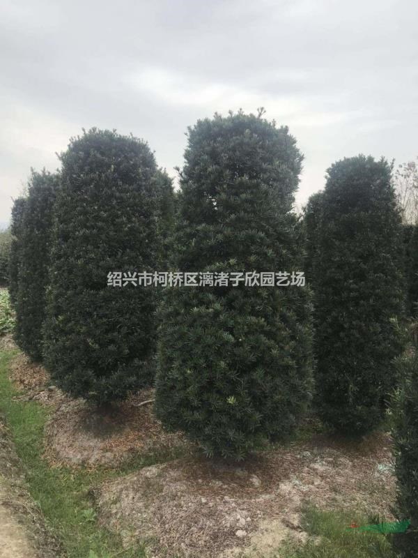罗汉松造型 柱子