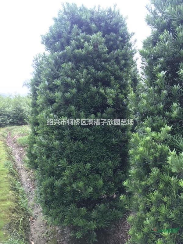 罗汉松造型 柱子