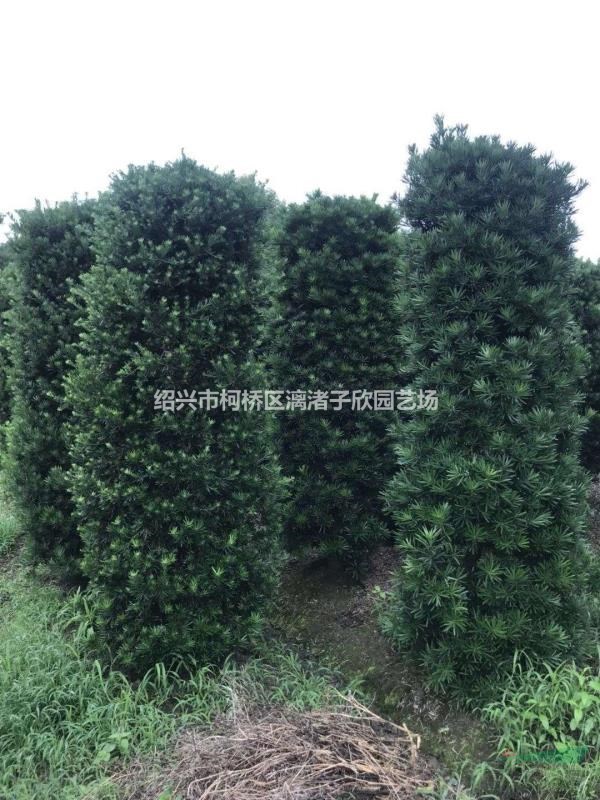 罗汉松造型 柱子