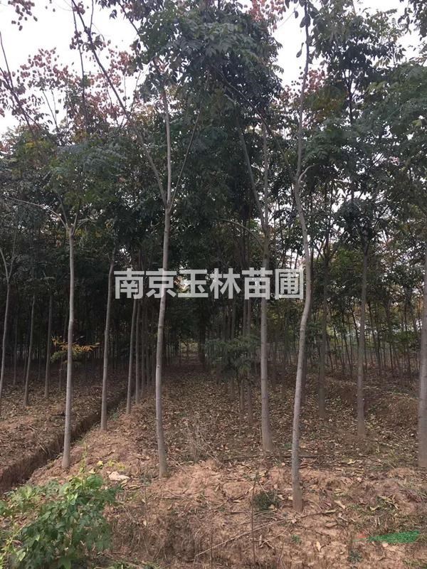 13/14/15/16/18/20公分欒樹價格