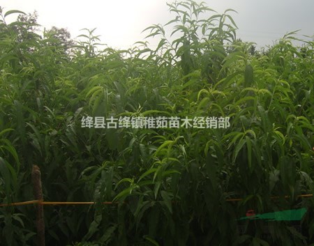 一年山桃苗價(jià)格~二年山桃苗價(jià)格_山西山桃苗基地價(jià)格