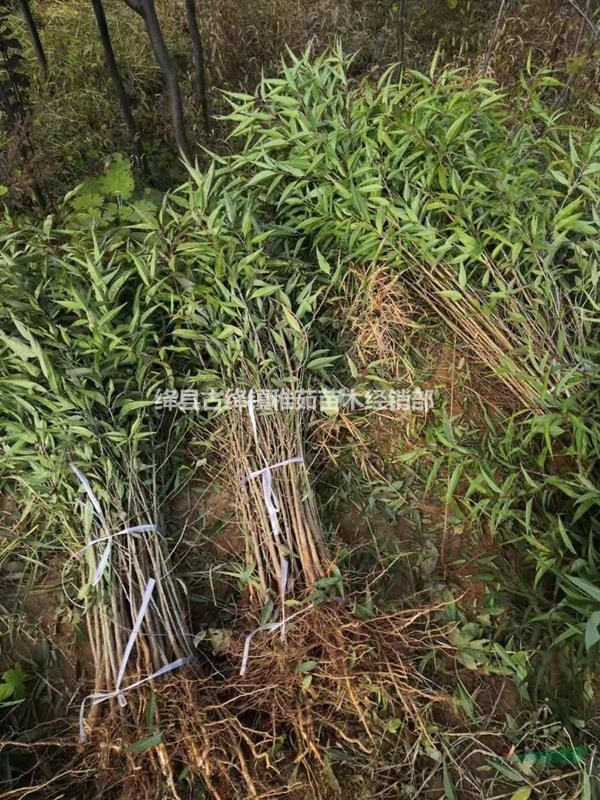 一年山桃苗價(jià)格~二年山桃苗價(jià)格_山西山桃苗基地價(jià)格