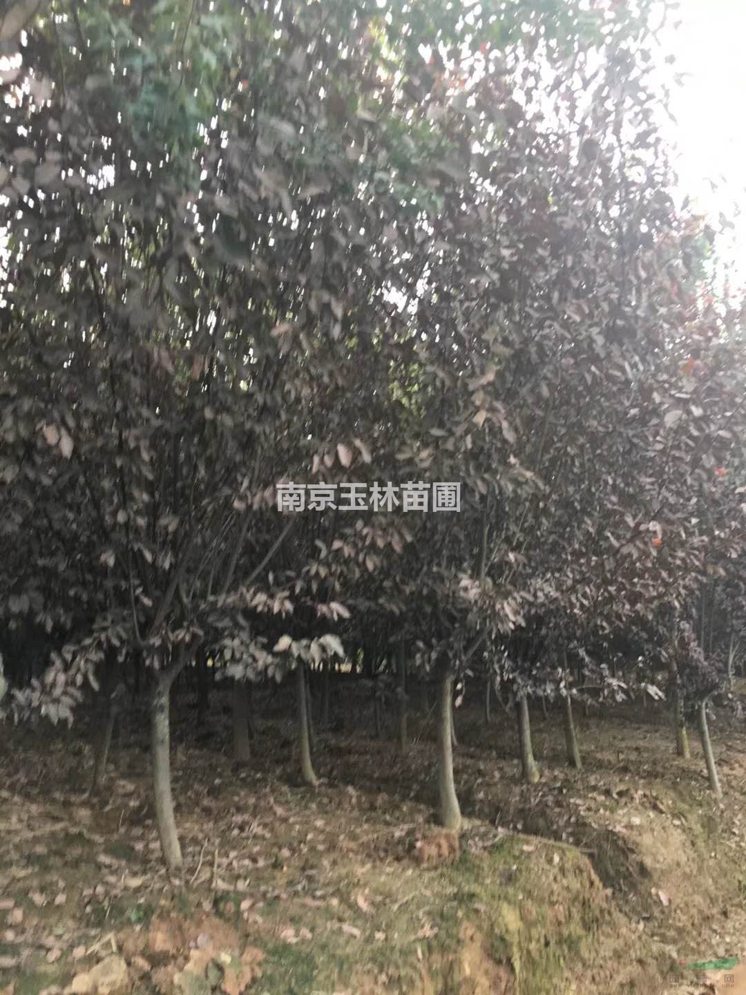 3/4/5/6/7/8/10公分紫葉李價格