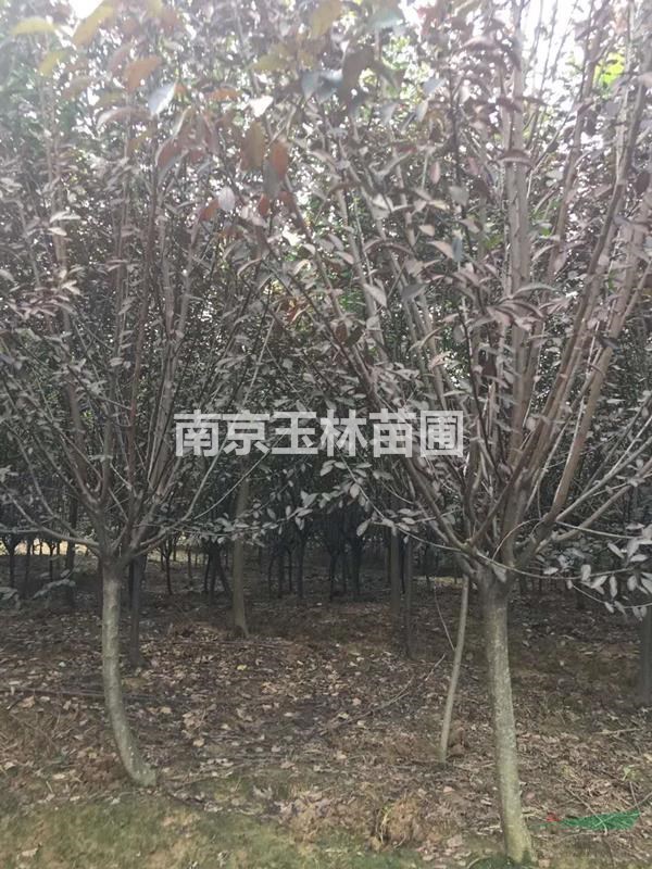 3/4/5/6/7/8/10公分紫葉李價格
