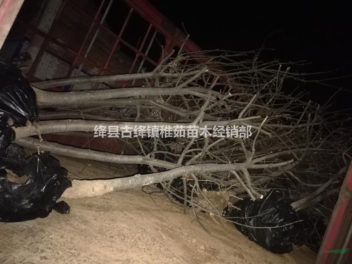 10公分梨樹(shù)價(jià)格_出售10公分梨樹(shù)_綠化占地10公分梨樹(shù)出售