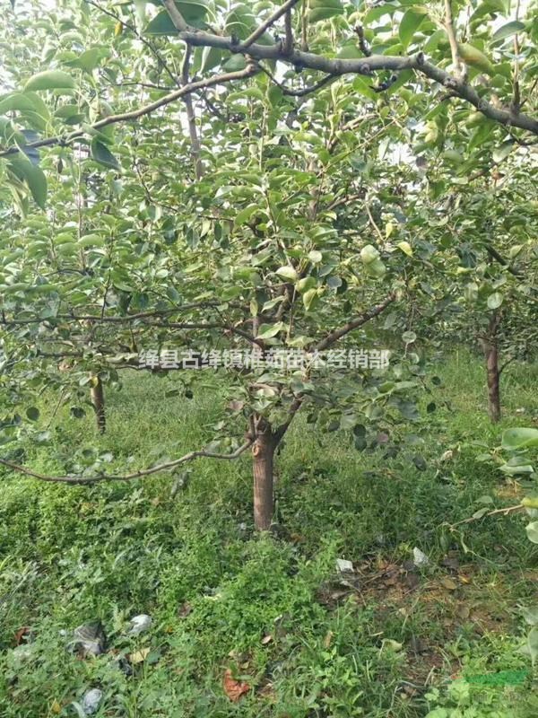 10公分梨樹(shù)價(jià)格_出售10公分梨樹(shù)_綠化占地10公分梨樹(shù)出售