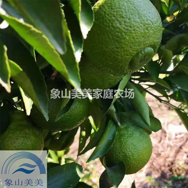 春香桔柚樹苗，一年生春香桔柚種苗，春香橘柚種植技術(shù)
