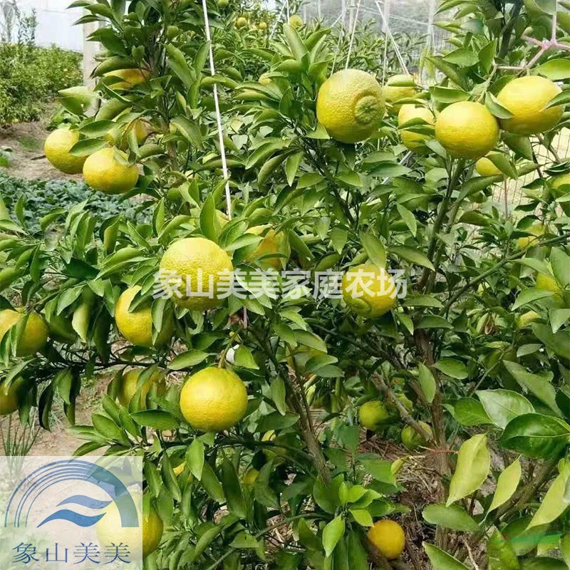 春香桔柚樹苗，一年生春香桔柚種苗，春香橘柚種植技術(shù)