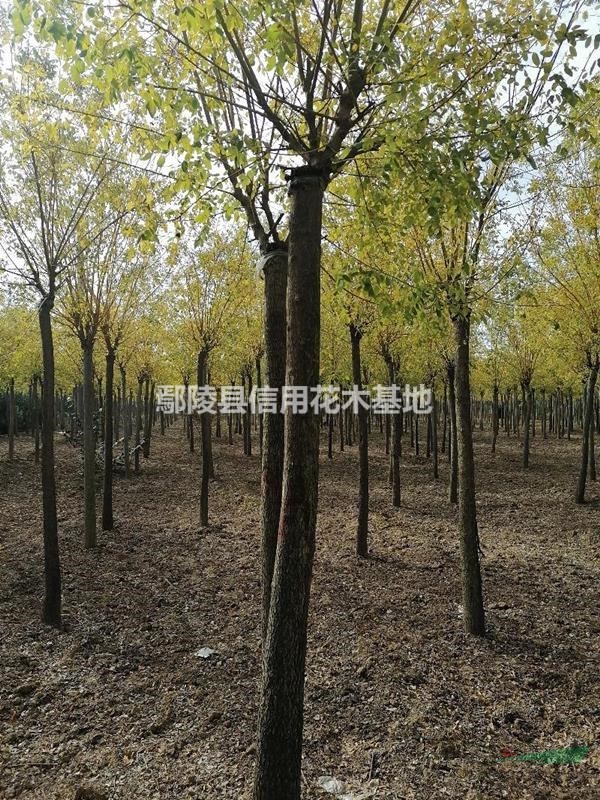 金枝槐5一10公分，分枝2，2米
