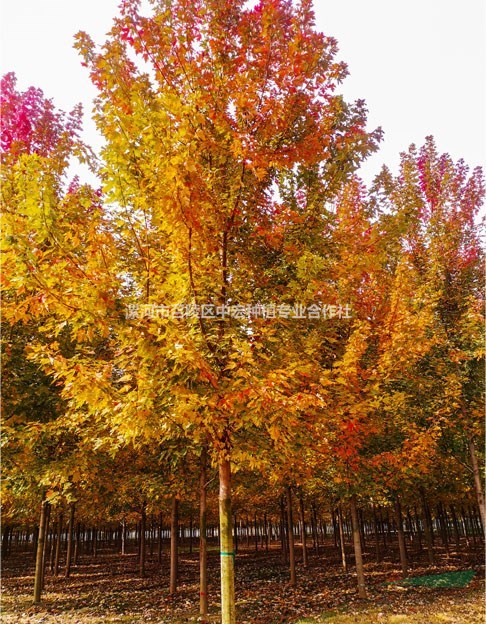 美國紅楓都有哪些特點？
