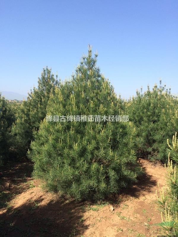 出售3米白皮松_基地3米白皮松價格_多少錢一棵？