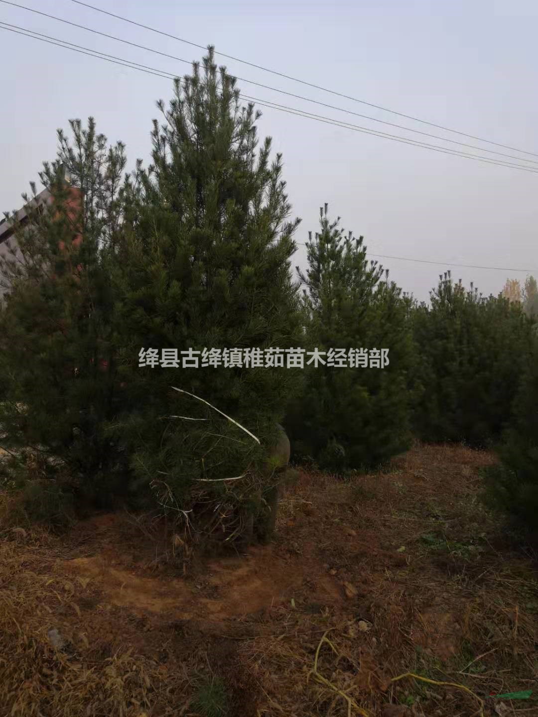 出售3米白皮松_基地3米白皮松價格_多少錢一棵？