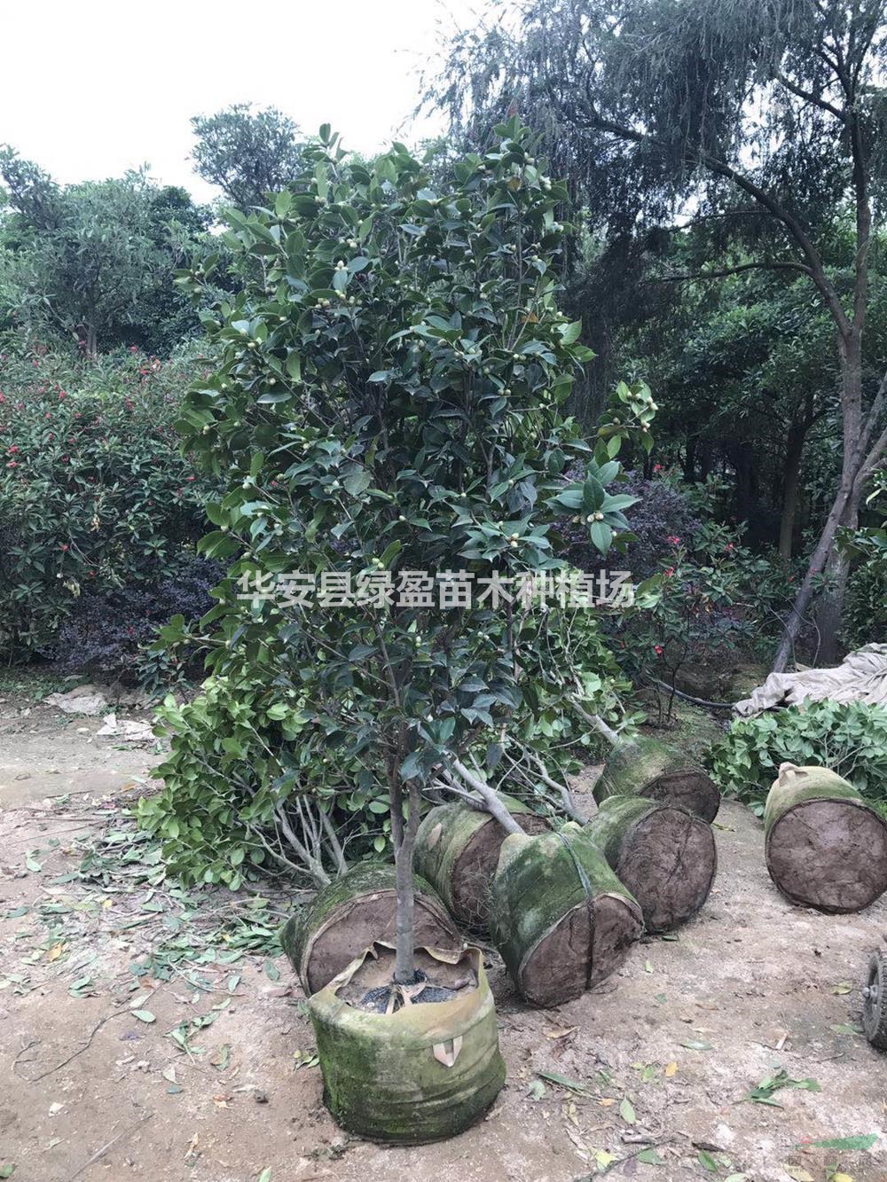 大小規(guī)格茶花基地    高度2米價(jià)格250元 直發(fā)