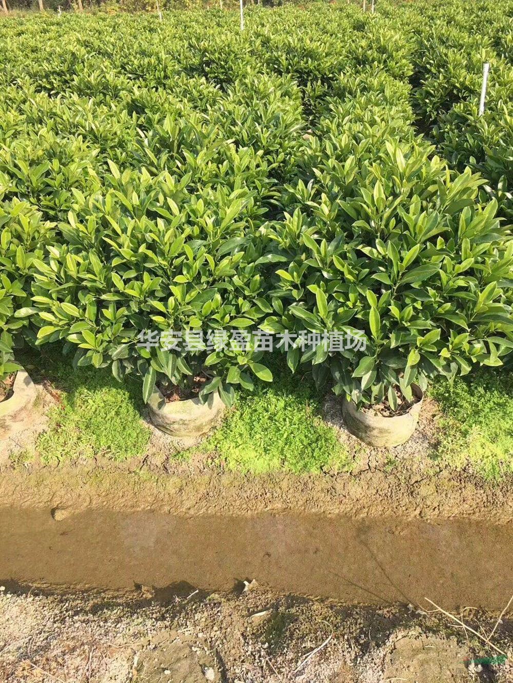 非洲茉莉行情報(bào)價(jià)/非洲茉莉圖片展示