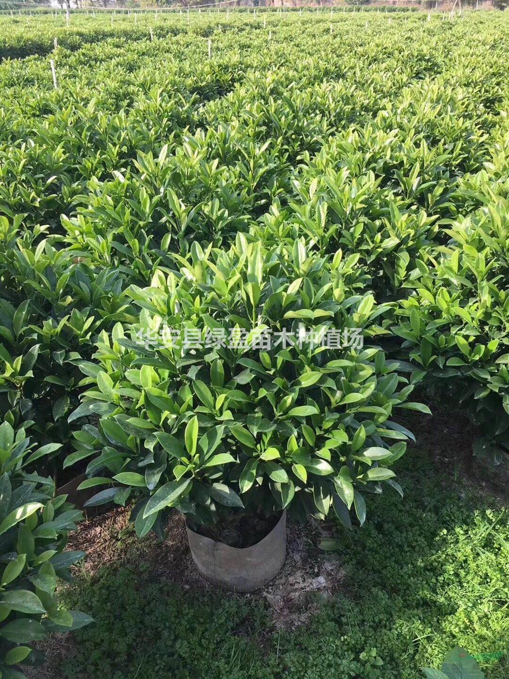 非洲茉莉行情報(bào)價(jià)/非洲茉莉圖片展示