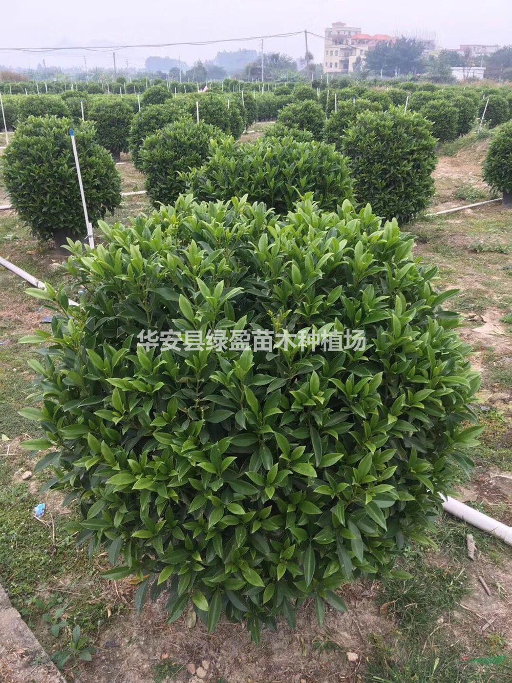 大小規(guī)格非洲茉莉基地 量大從優(yōu)