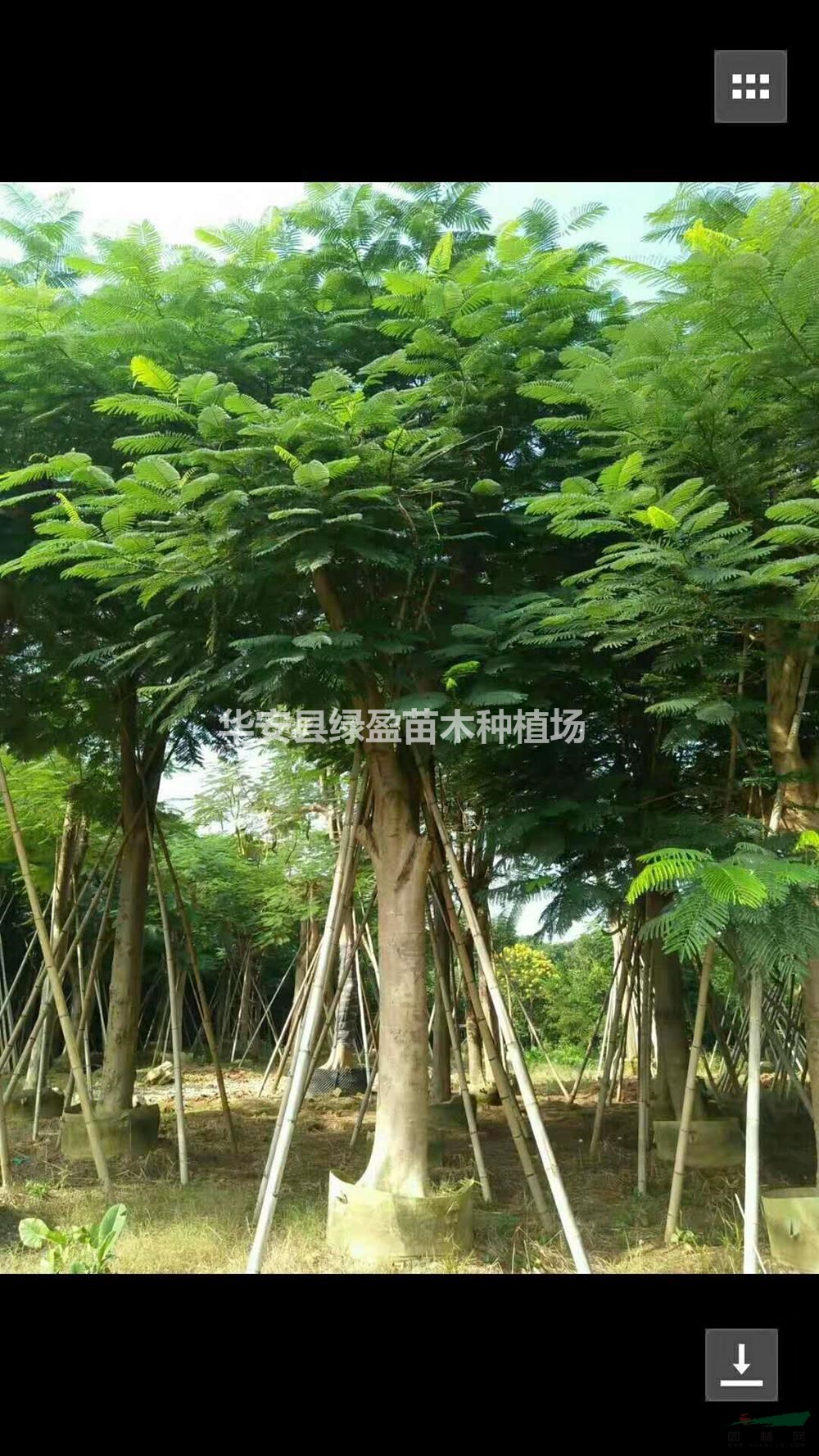 福建鳳凰木介紹/特征/用途 歡迎咨詢