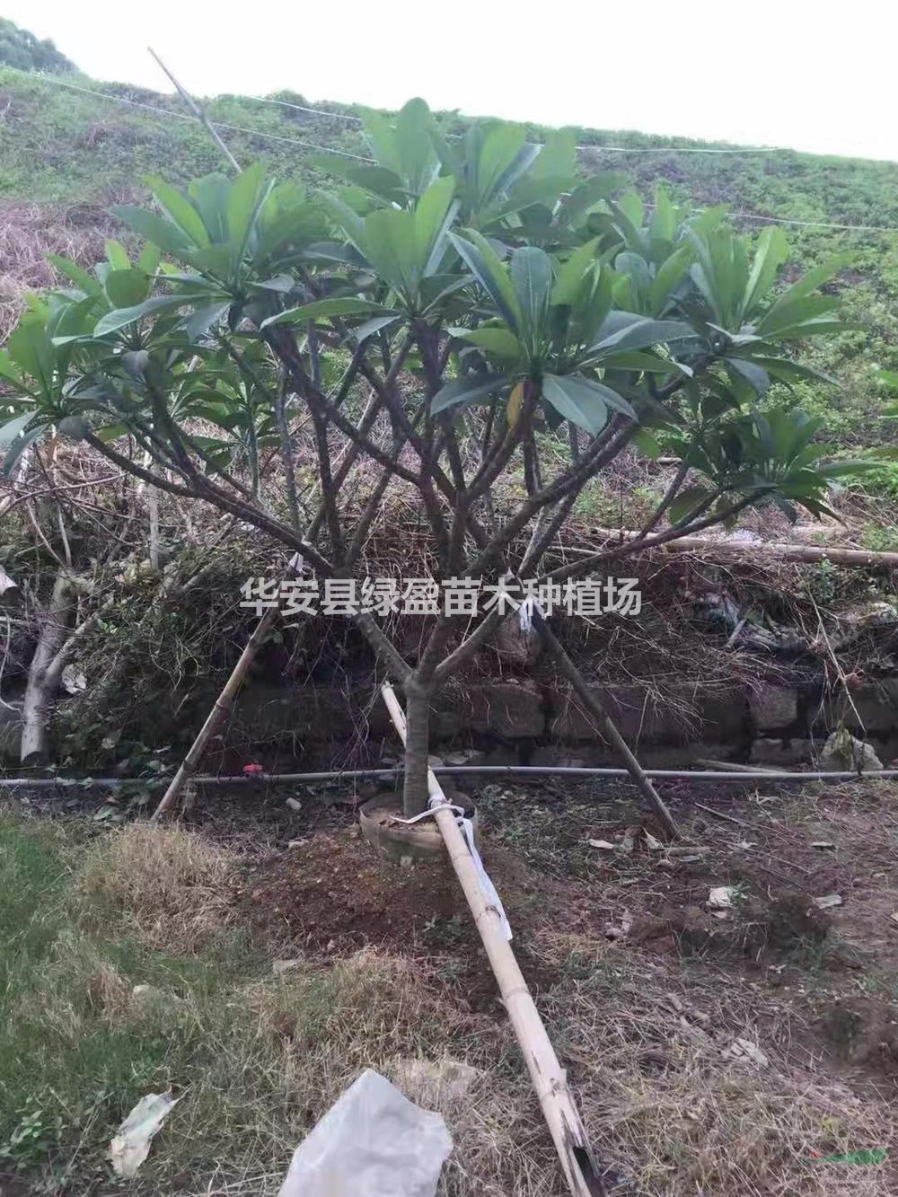 福建供應大紅雞蛋花7分650。8分675。移植苗  規(guī)格齊全