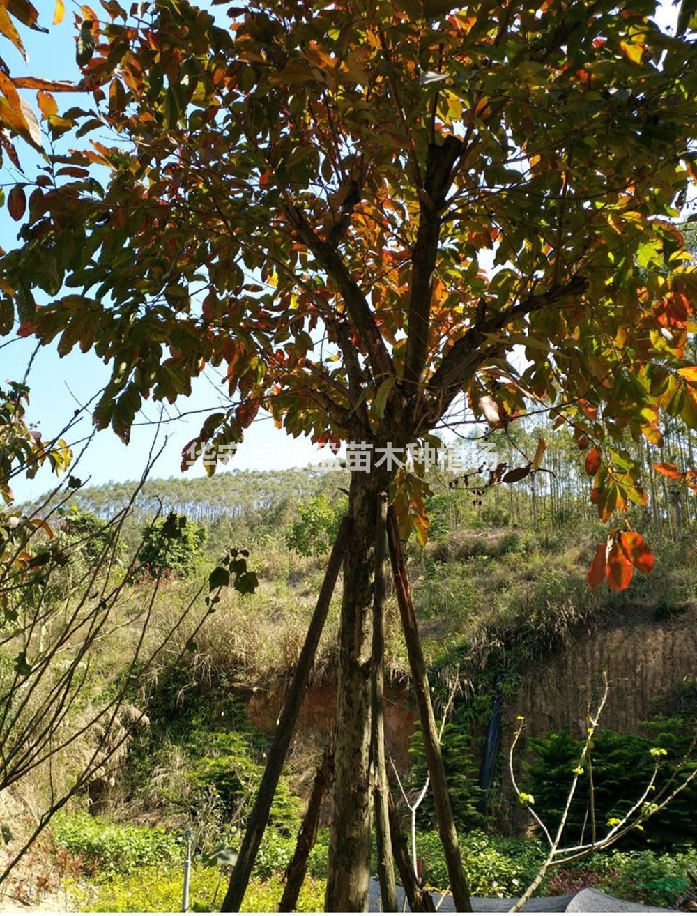 福建大葉紫薇批發(fā)/供應(yīng) 基地直供