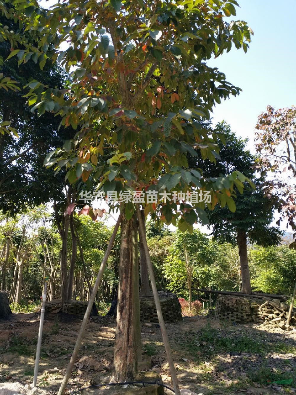 福建大葉紫薇批發(fā)/供應(yīng) 基地直供