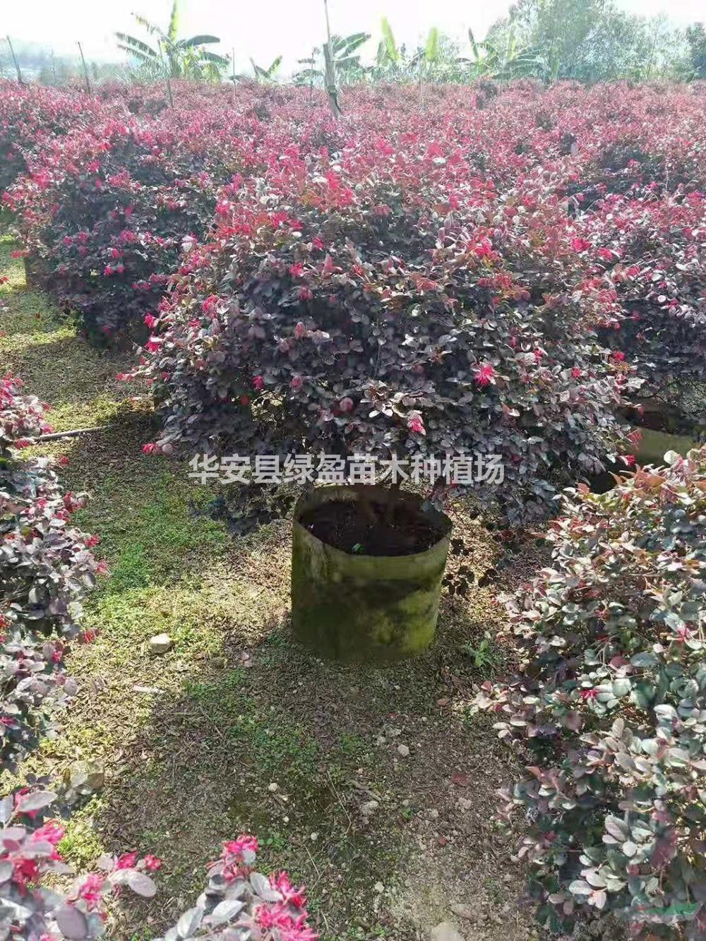 福建紅花繼木120X120球批發(fā)/供應(yīng) 量大從優(yōu)