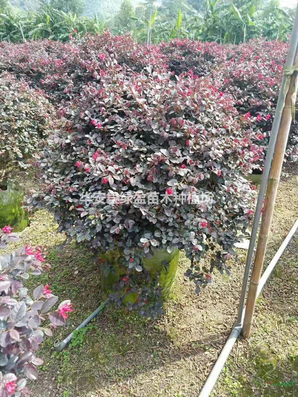 福建紅花繼木120X120球 哪里好/哪家便宜