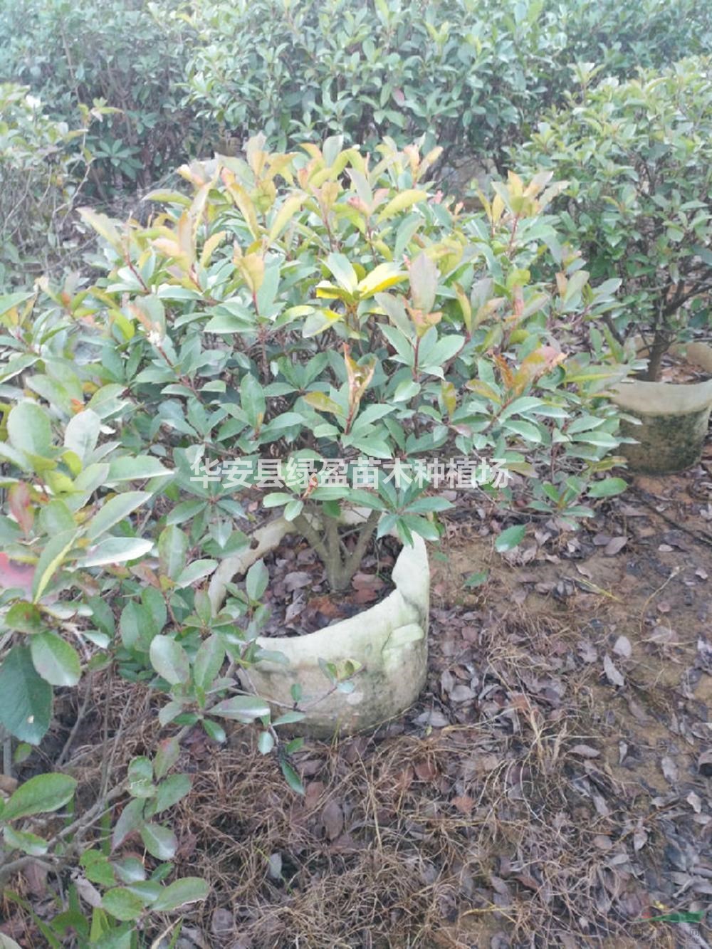 福建紅葉石楠球批發(fā)/供應(yīng) 產(chǎn)地直銷