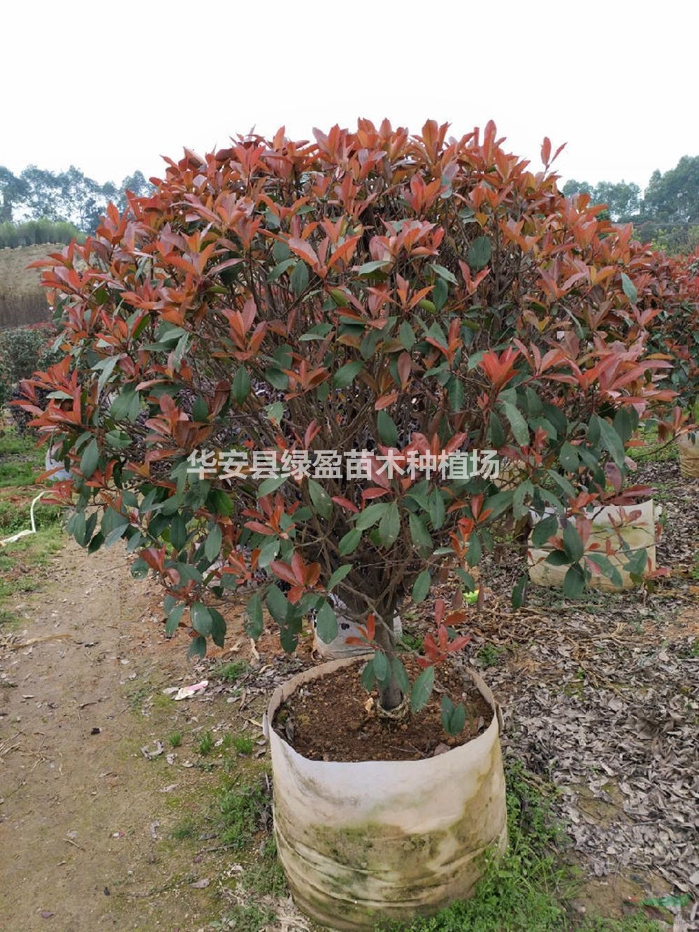 福建紅葉石楠球批發(fā)/供應(yīng) 產(chǎn)地直銷