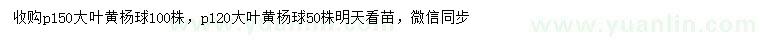 求購冠幅120、150公分大葉黃楊球