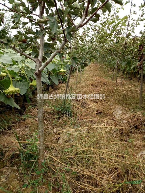8公分山楂樹價(jià)格~8公分山楂樹得多少錢？8公分山楂樹出售