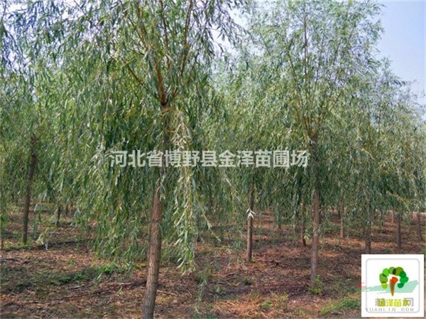 河北黃金柳 河北金絲柳 河北金絲柳基地