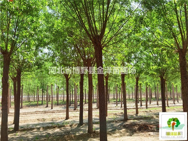 河北10公分旱柳價(jià)格 河北12公分旱柳價(jià)格 河北旱柳價(jià)格