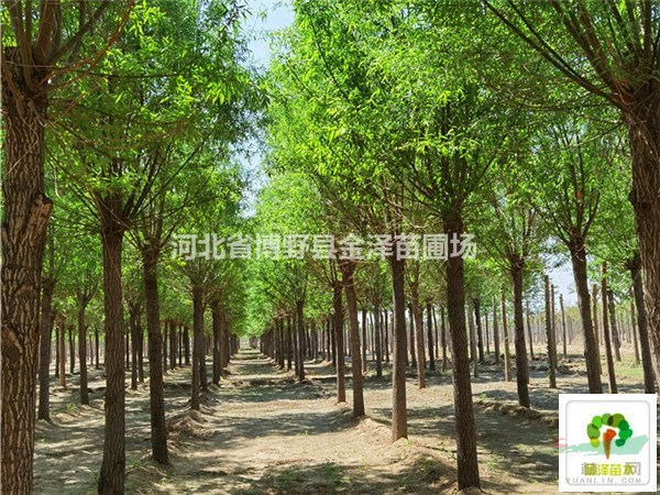 河北10公分旱柳價(jià)格 河北12公分旱柳價(jià)格 河北旱柳價(jià)格