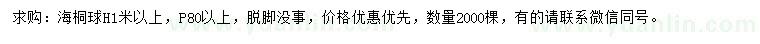求購高1米以上海桐球