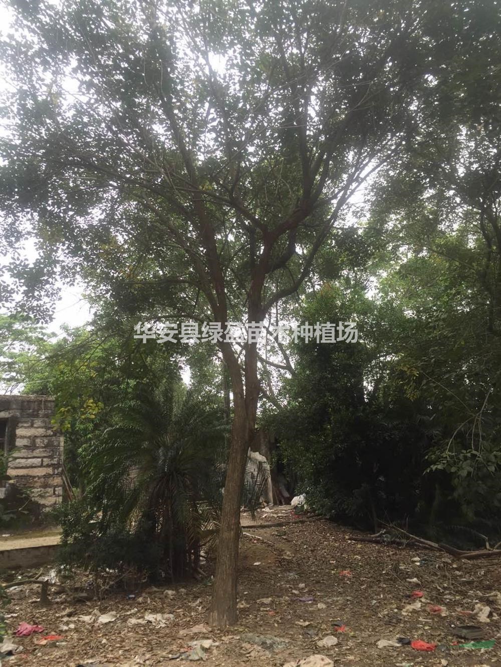 福建供應(yīng)黃花風(fēng)鈴木規(guī)格齊全 產(chǎn)地直供