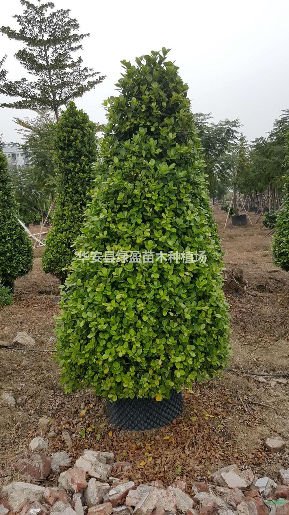 福建火山榕批發(fā)/供應(yīng) 大規(guī)格4000元 價(jià)格實(shí)惠