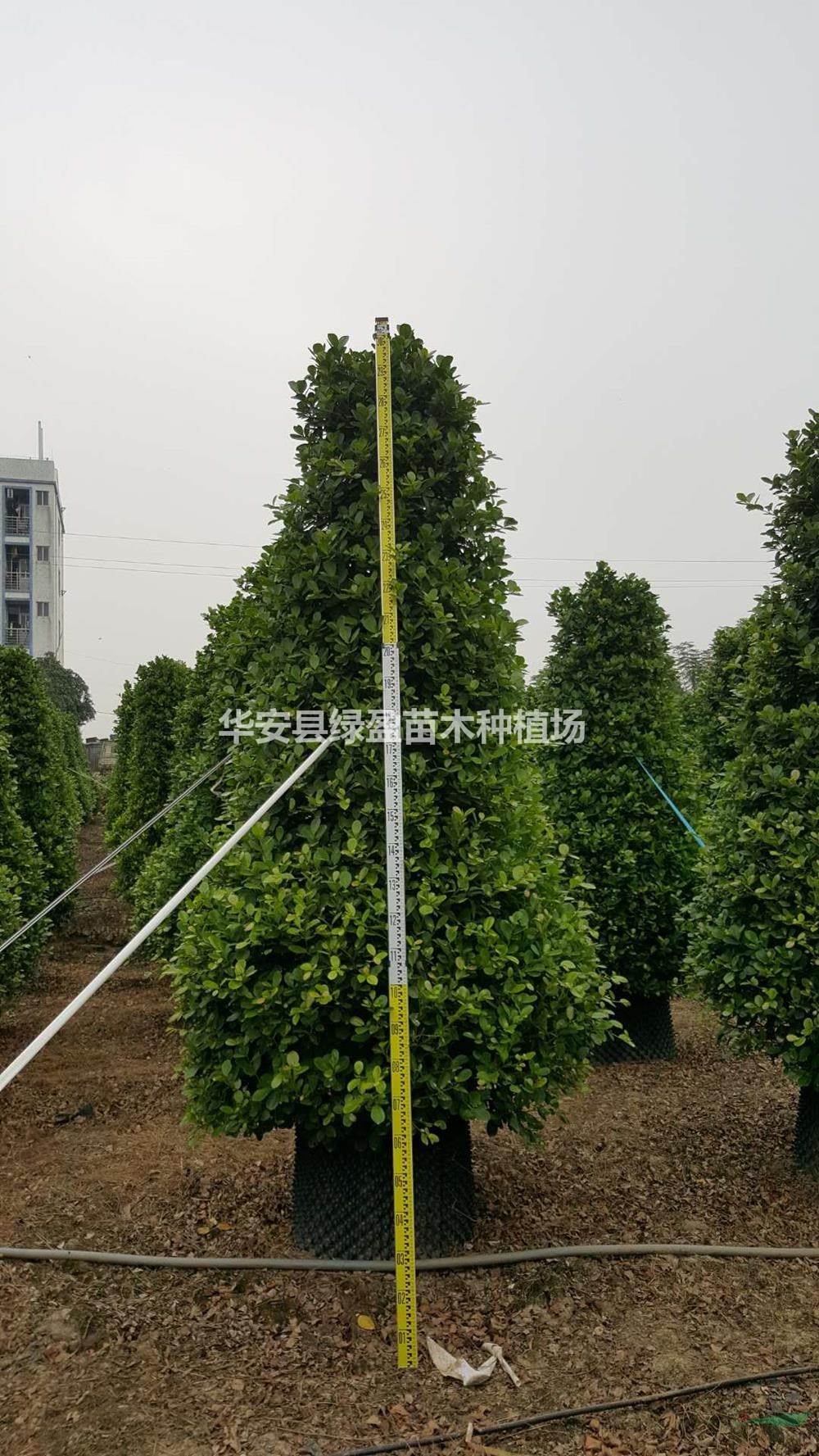 福建火山榕批發(fā)/供應(yīng) 大規(guī)格4000元 價(jià)格實(shí)惠