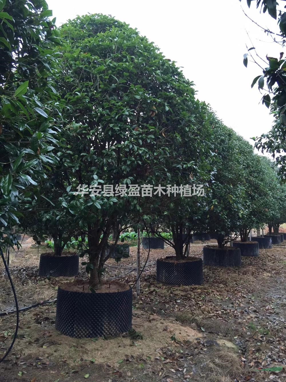 優(yōu)質(zhì)特價(jià)金桂 桂花產(chǎn)地直銷