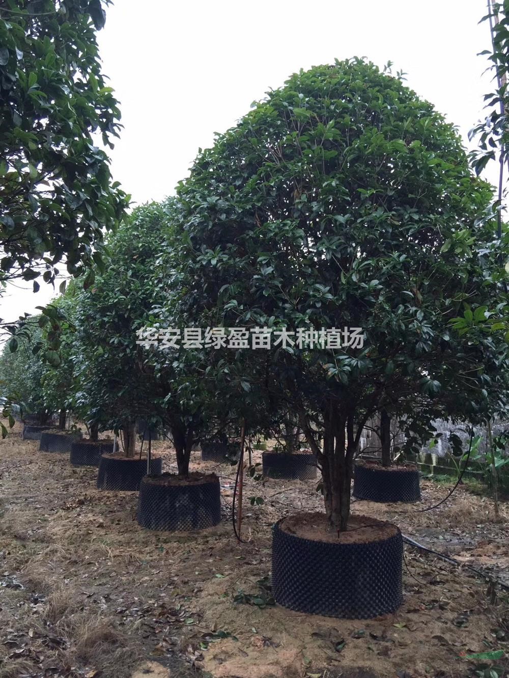 優(yōu)質(zhì)特價(jià)金桂 桂花產(chǎn)地直銷