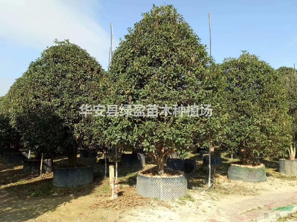 金桂 桂花圖片  金桂 桂花報價