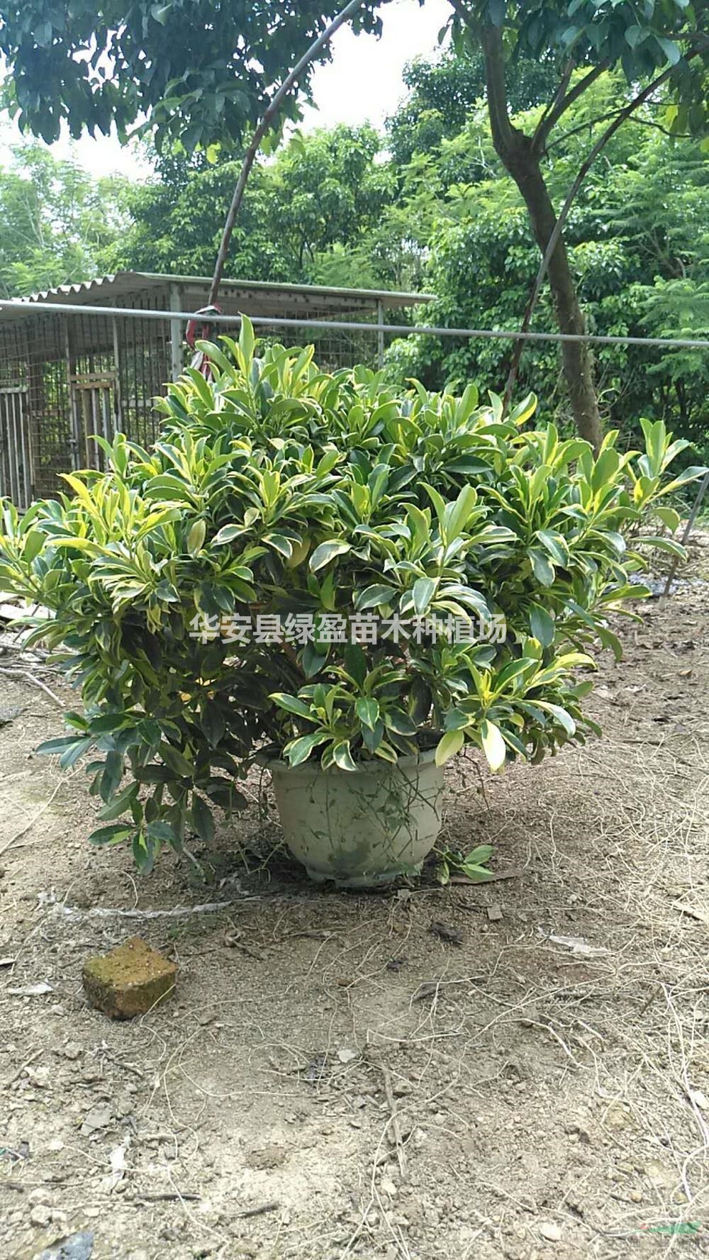 福建供應金葉非洲茉莉規格齊全