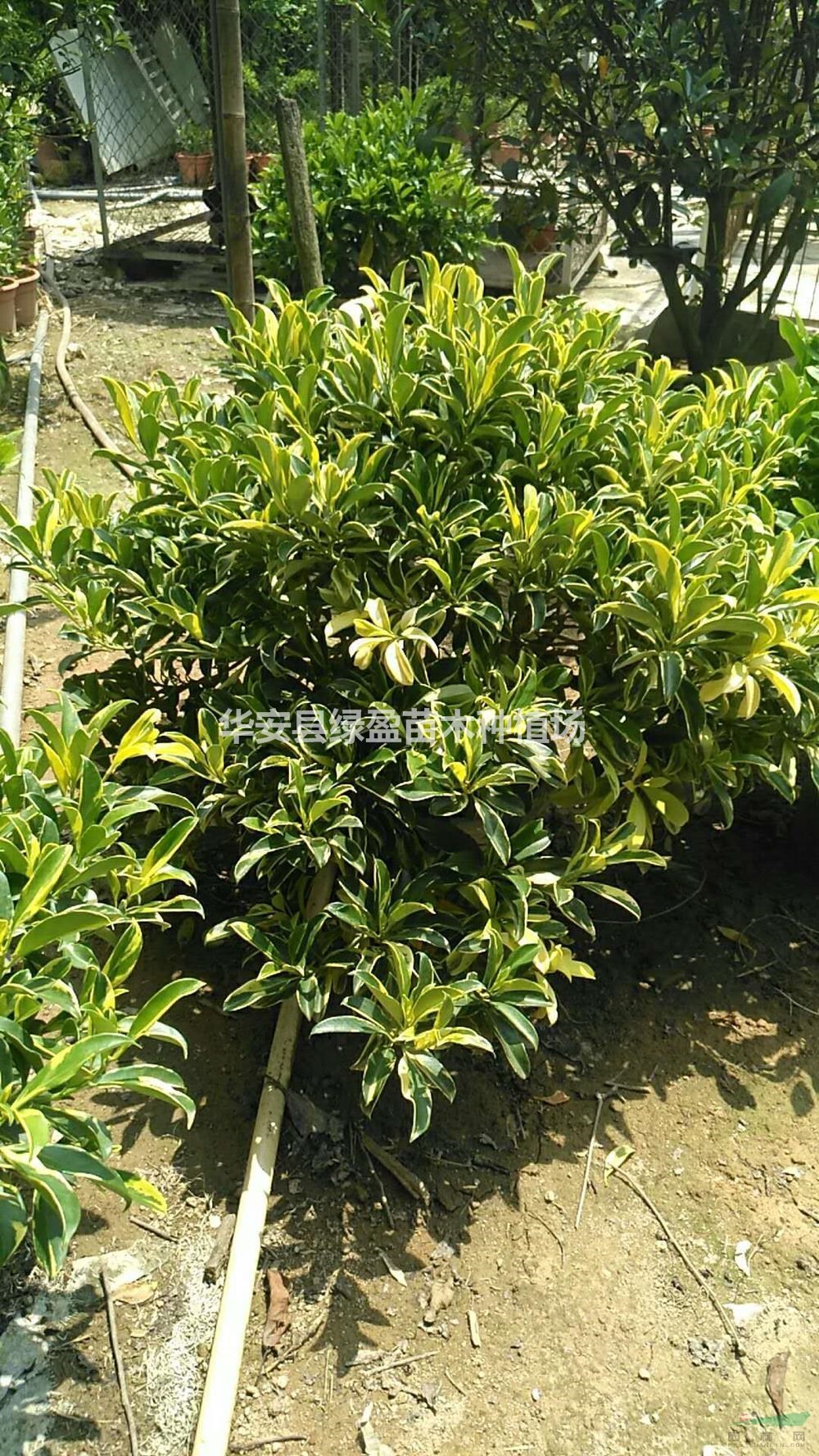 福建供應金葉非洲茉莉規格齊全