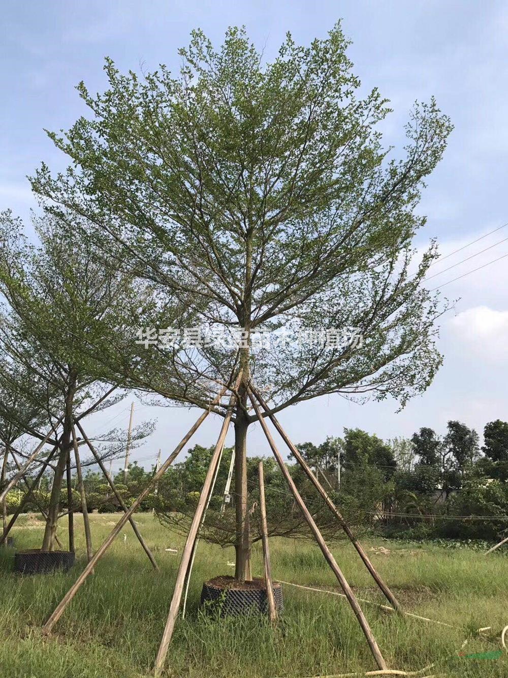 福建供應小葉欖仁規格齊全