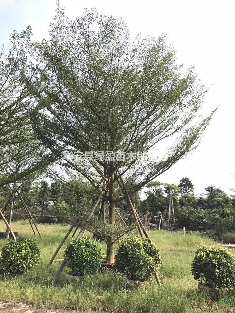 福建供應小葉欖仁規格齊全